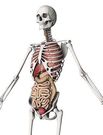 stomach xray - 3D render of a skeleton with internal organs Stock Photo - Budget Royalty-Free & Subscription, Code: 400-08020622