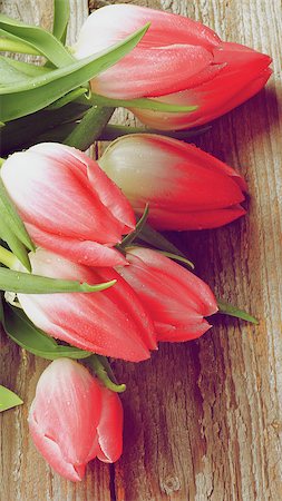 simsearch:649-07648640,k - Heap of Spring Magenta Tulips with Water Drops closeup on Rustic Wooden background. Retro Styled Stock Photo - Budget Royalty-Free & Subscription, Code: 400-08021152