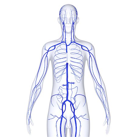 simsearch:400-04178497,k - In the circulatory system, veins (from the Latin vena) are blood vessels that carry blood toward the heart. Most veins carry deoxygenated blood from the tissues back to the heart; exceptions are the pulmonary and umbilical veins, both of which carry oxygenated blood to the heart. In contrast to veins, arteries carry blood away from the heart. Veins are less muscular than arteries and are often clo Stock Photo - Budget Royalty-Free & Subscription, Code: 400-08034360