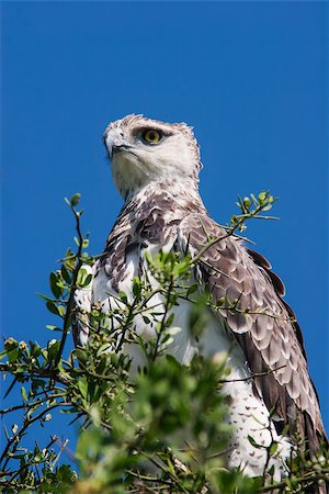 staring eagle - Photo of a Martial Eagle (Polemaetus bellicosus) on a tree in Massai Mara, Kenya. Photographie de stock - Aubaine LD & Abonnement, Code: 400-08034992