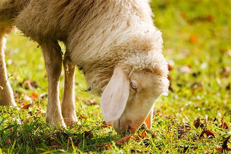 simsearch:400-05724021,k - Picture of a sheep grazing on a meadow in autumn Stock Photo - Budget Royalty-Free & Subscription, Code: 400-08038165