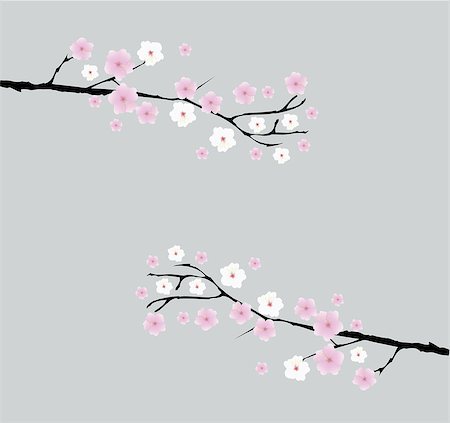 simsearch:400-04882926,k - vector cherry blossom branches with space for text Stock Photo - Budget Royalty-Free & Subscription, Code: 400-08033981