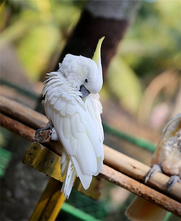simsearch:400-08410665,k - Beautiful white cockatoo parrot photographed close up Photographie de stock - Aubaine LD & Abonnement, Code: 400-08047348