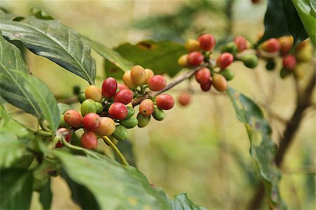 Coffee beans with branch on the tree Stock Photo - Budget Royalty-Free & Subscription, Code: 400-08041781