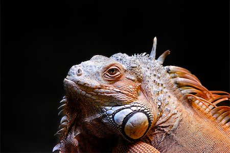 Portrait of a lizard close up Stock Photo - Budget Royalty-Free & Subscription, Code: 400-08043334