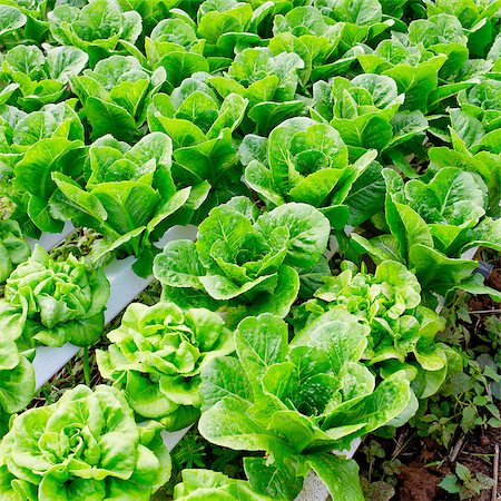 simsearch:400-04882980,k - Organic hydroponic vegetable cultivation farm. Photographie de stock - Aubaine LD & Abonnement, Code: 400-08050547