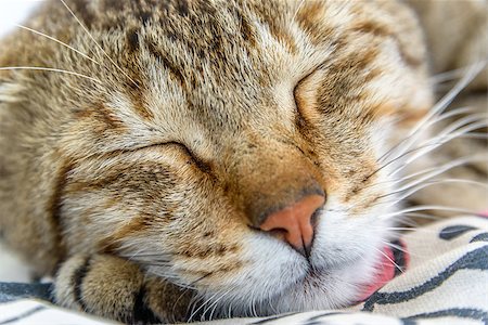 simsearch:614-06043438,k - A closeup of a cat sleeping Photographie de stock - Aubaine LD & Abonnement, Code: 400-08074591