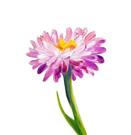 Daisy isolated on white. Oil painting Stock Photo - Budget Royalty-Free & Subscription, Code: 400-08076239