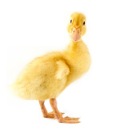 Funny yellow Duckling age days. Isolated on white. Stock Photo - Budget Royalty-Free & Subscription, Code: 400-08070387