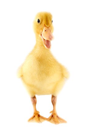 Funny yellow Duckling age days. Isolated on white. Stock Photo - Budget Royalty-Free & Subscription, Code: 400-08070389