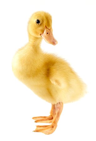 Funny yellow Duckling age days. Isolated on white. Stock Photo - Budget Royalty-Free & Subscription, Code: 400-08070390