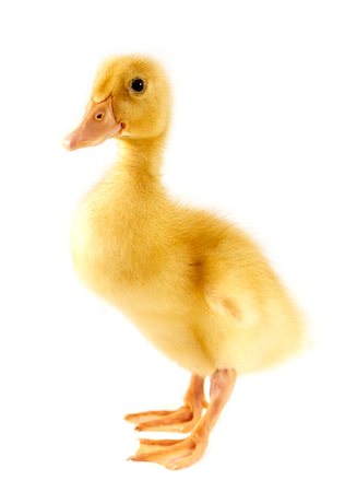 Funny yellow Duckling age days. Isolated on white. Stock Photo - Budget Royalty-Free & Subscription, Code: 400-08070391