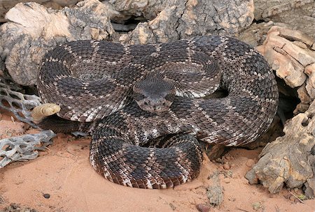 Portrait of a Southern Pacific Rattlesnake. Stock Photo - Budget Royalty-Free & Subscription, Code: 400-08071251