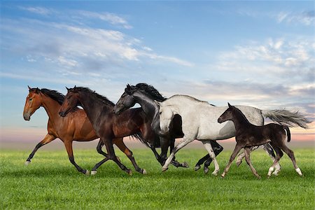 Group of five horses run gallop on gree grass against beautiful Photographie de stock - Aubaine LD & Abonnement, Code: 400-08071559