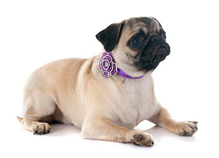 simsearch:400-07421530,k - puppy pug in front of white background Stock Photo - Budget Royalty-Free & Subscription, Code: 400-08071617