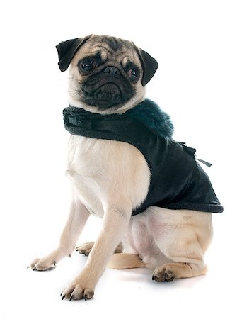 simsearch:400-07421530,k - dressed puppy pug in front of white background Stock Photo - Budget Royalty-Free & Subscription, Code: 400-08071618