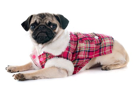 simsearch:400-07421530,k - dressed puppy pug in front of white background Stock Photo - Budget Royalty-Free & Subscription, Code: 400-08071619