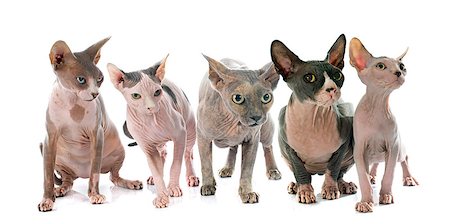 egyptian sphynx cat - Sphynx Hairless Cats in front of white background Stock Photo - Budget Royalty-Free & Subscription, Code: 400-08072626