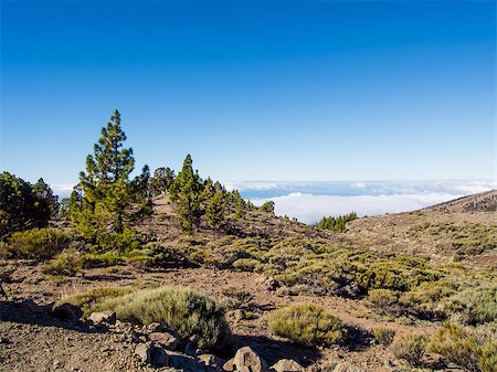 Beautiful landscape with trees and clouds. Teide National Park, Tenerife. Canary islands, Spain Stock Photo - Budget Royalty-Free & Subscription, Code: 400-08073287