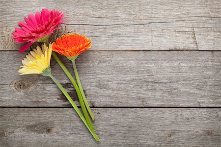 flower greeting - Three colorful gerbera flowers on wooden table with copy space Stock Photo - Budget Royalty-Free & Subscription, Code: 400-08073788