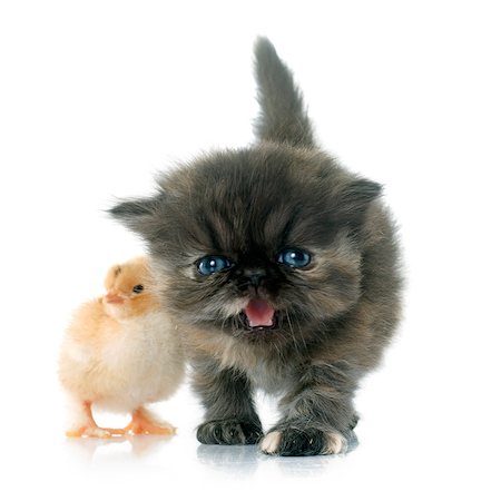simsearch:400-05078416,k - persian kitten and chick in front of white background Stock Photo - Budget Royalty-Free & Subscription, Code: 400-08094120