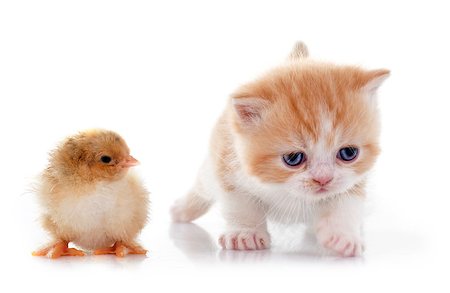simsearch:400-05078416,k - persian kitten and chick in front of white background Stock Photo - Budget Royalty-Free & Subscription, Code: 400-08094276