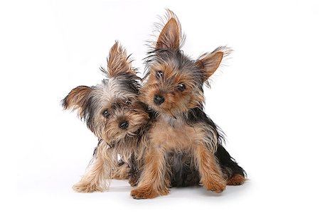 Tiny Yorkshire Terrier Puppies Sitting on White Background Stock Photo - Budget Royalty-Free & Subscription, Code: 400-08095259