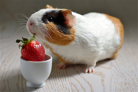 pigs eating - Guinea pig eating a strawberry Stock Photo - Budget Royalty-Free & Subscription, Code: 400-08097279