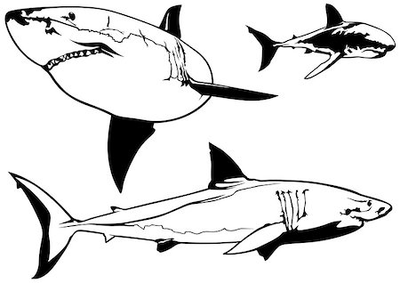 Great White Shark (Carcharodon carcharias) Set - Illustrations, Vector Stock Photo - Budget Royalty-Free & Subscription, Code: 400-08097977