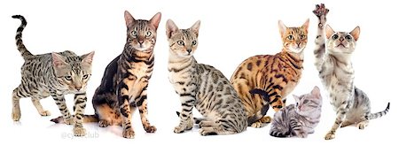 simsearch:400-06391487,k - group of bengal cats on a white background Stock Photo - Budget Royalty-Free & Subscription, Code: 400-08098690