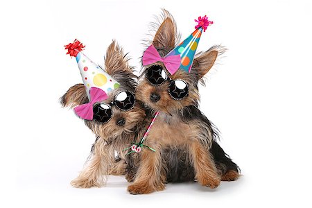 Happy Birthday Theme Yorkshire Terrier Puppies on White Singing Stock Photo - Budget Royalty-Free & Subscription, Code: 400-08093786