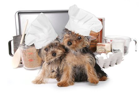Adorable Yorkshire Terriers Chef With Hat Stock Photo - Budget Royalty-Free & Subscription, Code: 400-08093782