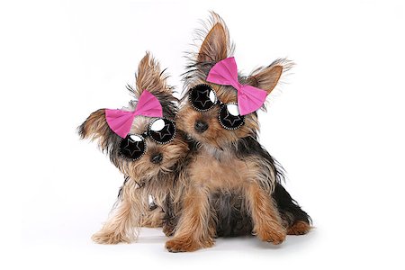 Cute Yorkshire Terrier Puppies Dressed up in Pink Stock Photo - Budget Royalty-Free & Subscription, Code: 400-08093783