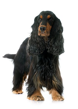 english cocker-spaniel - cocker spaniel in front of white background Stock Photo - Budget Royalty-Free & Subscription, Code: 400-08093891