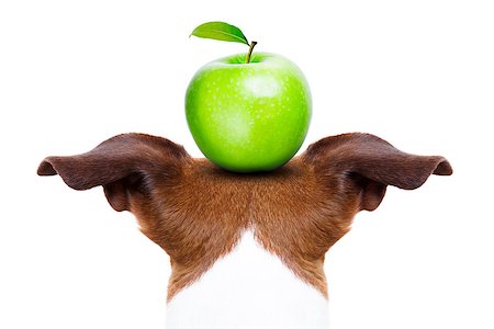 simsearch:400-08164465,k - jack russell dog balancing a green apple on the head  , isolated on white background Stock Photo - Budget Royalty-Free & Subscription, Code: 400-08107632