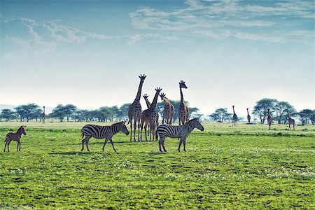 simsearch:400-04836462,k - Zebras, giraffes and wildebeests are walking in African savannah Foto de stock - Super Valor sin royalties y Suscripción, Código: 400-08108760