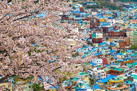 Sakura tree at Gamcheon Culture Village, Busan, South Korea. Stock Photo - Budget Royalty-Free & Subscription, Code: 400-08114378