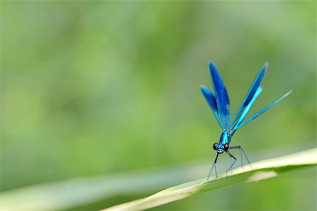 simsearch:400-04710191,k - dragonfly in forest (coleopteres splendens) Stock Photo - Budget Royalty-Free & Subscription, Code: 400-08115871