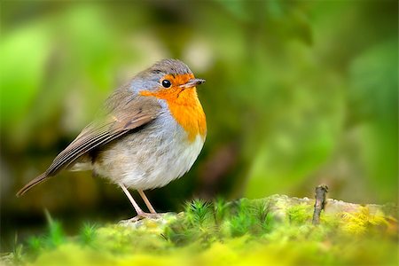 robin - A red robin bird on a rock between green shrubs. Stock Photo - Budget Royalty-Free & Subscription, Code: 400-08110563