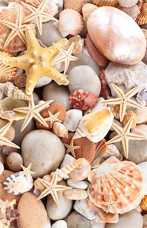 simsearch:400-05171275,k - Background of   pebbles,  different shells and starfishes. Focus on white starfishes and some other shells. Stock Photo - Budget Royalty-Free & Subscription, Code: 400-08110673