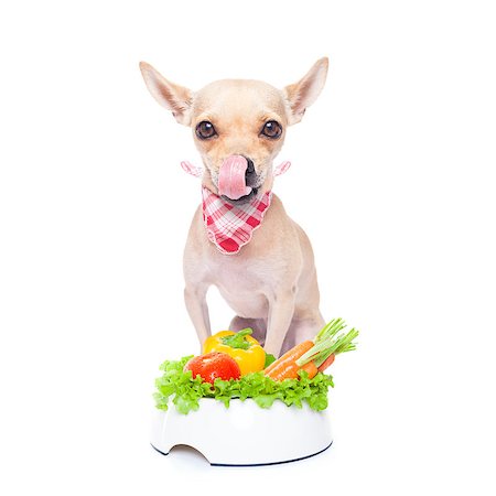 simsearch:400-05106591,k - chihuahua dog  with  healthy  vegan food bowl, isolated on white background Stock Photo - Budget Royalty-Free & Subscription, Code: 400-08111316