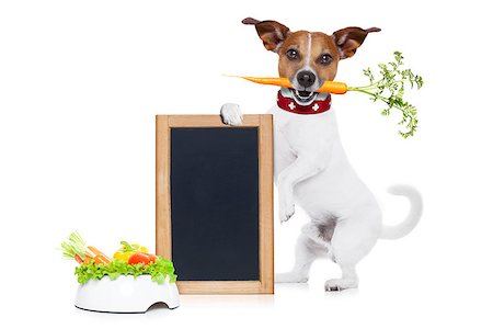 simsearch:400-05106591,k - jack russell dog  with  healthy  vegan or vegetarian food bowl, holding a blank empty blackboard, isolated on white background Stock Photo - Budget Royalty-Free & Subscription, Code: 400-08111317