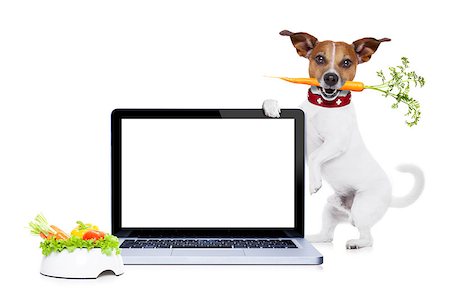 simsearch:400-05106591,k - jack russell dog  with  healthy  vegan or vegetarian food bowl, holding a blank empty pc laptop computer screen , isolated on white background Stock Photo - Budget Royalty-Free & Subscription, Code: 400-08111318