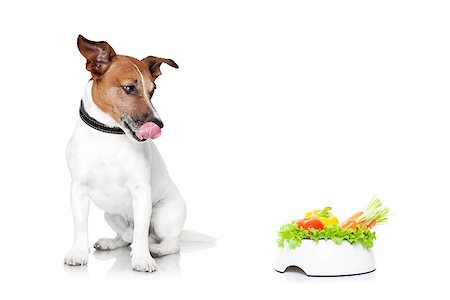 simsearch:400-05106591,k - jack russell dog  with  healthy  vegan food bowl, isolated on white background Stock Photo - Budget Royalty-Free & Subscription, Code: 400-08111319
