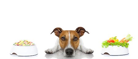 simsearch:400-05106591,k - jack russell dog  has the choice between right healthy  and wrong unhealthy  food, isolated on white background Stock Photo - Budget Royalty-Free & Subscription, Code: 400-08111321