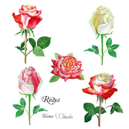 rose vector - Roses watercolor flowers set . Vector illustration Foto de stock - Super Valor sin royalties y Suscripción, Código: 400-08134760