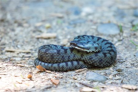 Close up of common european adder (Vipera berus) in summer. Stock Photo - Budget Royalty-Free & Subscription, Code: 400-08137776