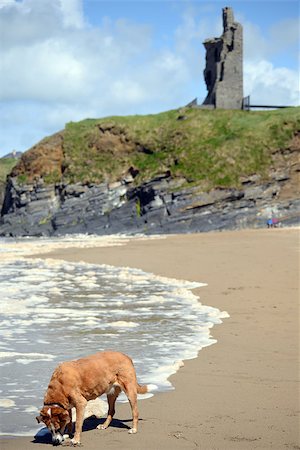 simsearch:400-06641969,k - wild atlantic way castle and beach in Ballybunion county Kerry Ireland with dog Foto de stock - Super Valor sin royalties y Suscripción, Código: 400-08131551