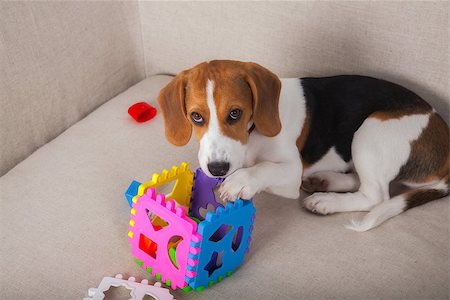 Portrait of a beagle pup playing on the sofa. Stock Photo - Budget Royalty-Free & Subscription, Code: 400-08132248