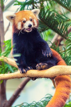 simsearch:400-08154053,k - Red Panda sitting on a branch of a tree in zoo Stock Photo - Budget Royalty-Free & Subscription, Code: 400-08154054